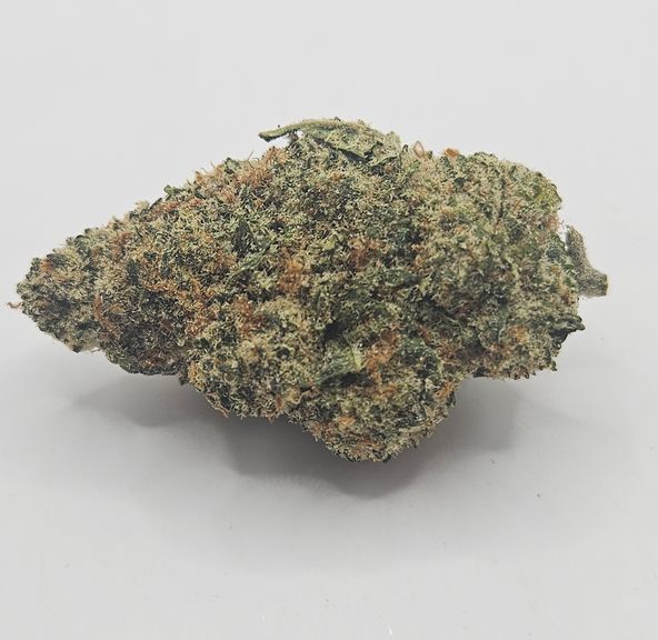 *Indoor - Gelato 33 - 23% - H