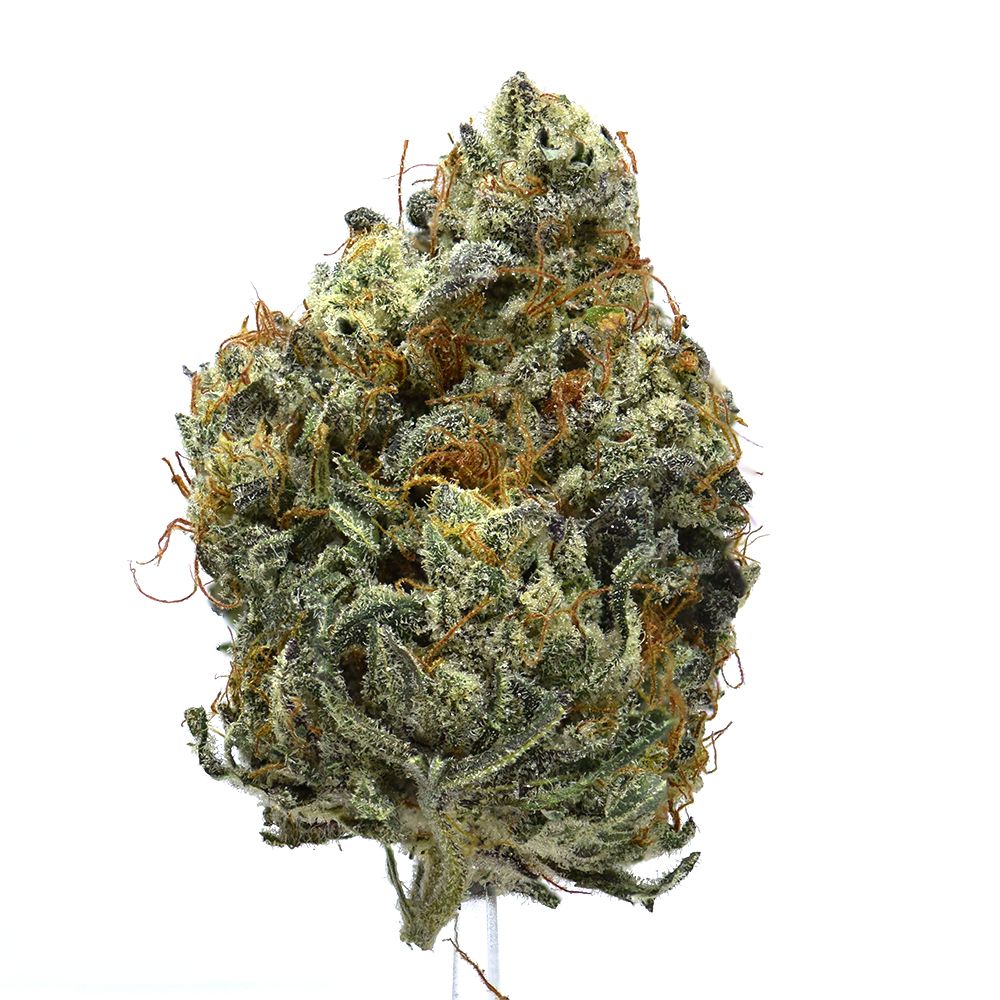 Blueberry | NEW!