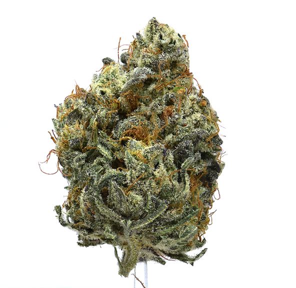 Blueberry | NEW!