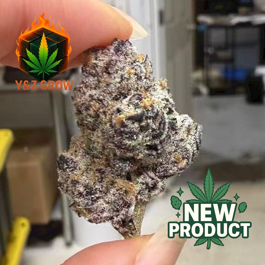 ? NEW DROP ? Blackberry Kush Mintz (Indica 80%) - Premium