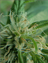 Dizgo Flower - Orion, 3.5 grams