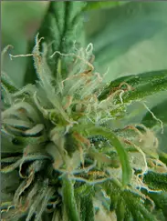 Dizgo Flower - Orion, 3.5 grams