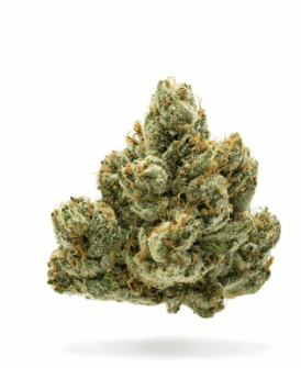 NORTHERN EMERALDS TITAN OG 5G MYLAR BAG INDOOR FLOWER INDICA