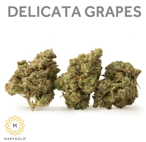 Marygold - Delicata Grapes 3.5g