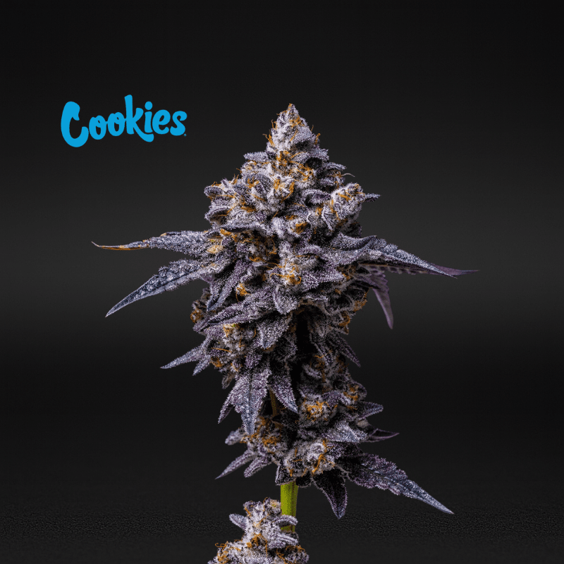 Cookies (Cultivated by DC's Finest) | Hollywood - Flower | 3.5g | Hybrid