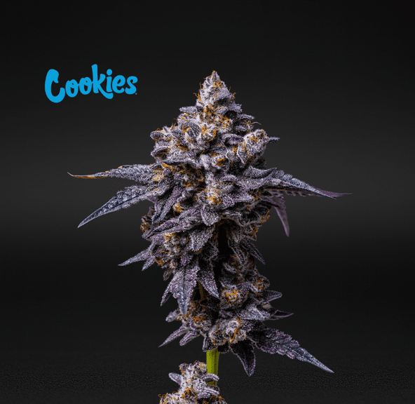 Cookies (Cultivated by DC's Finest) | Hollywood - Flower | 3.5g | Hybrid