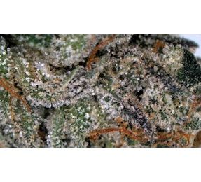 Apogee Gardens Green Crack Deli Flower