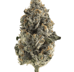 Zesty Parm | 3.5g Flower