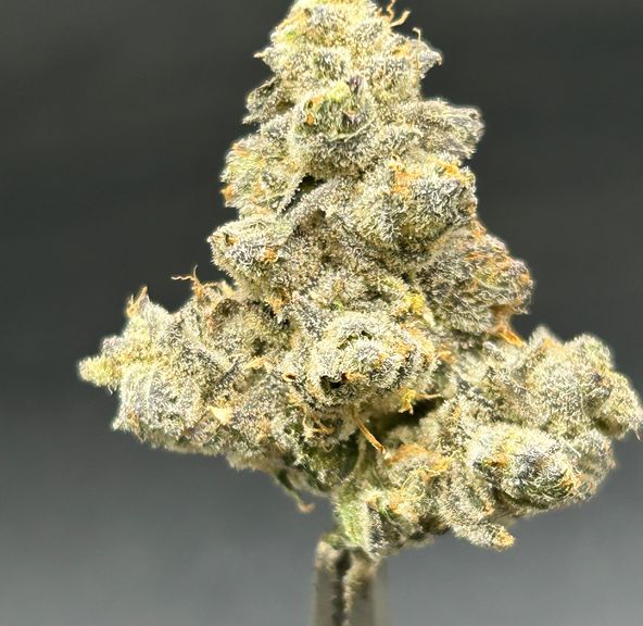Animal Tsunami - Cultivated by Zero Gravity - Tier 1