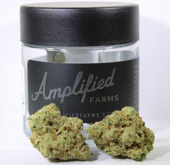 Cereal Milk 3.5g (34%THC) Amplified Farms