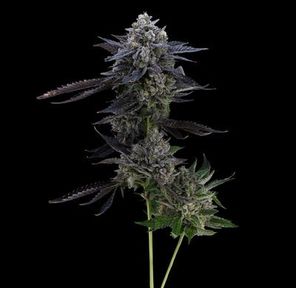 FloraCal Seed Junky Walfredo Prepackaged 1/8th