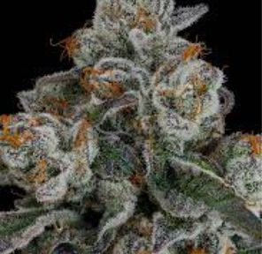 Seed Junky