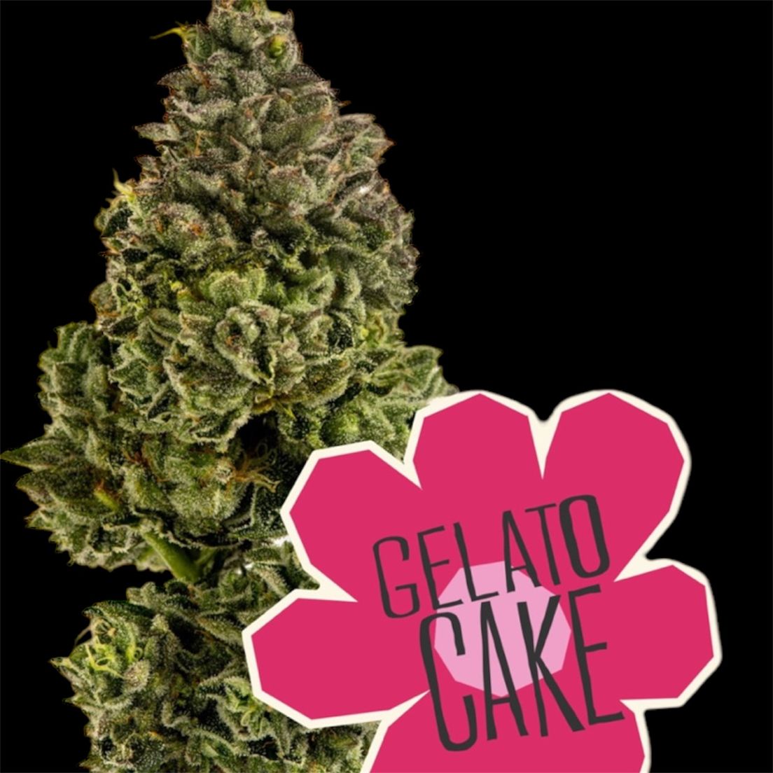 Flower- Gelato Cake 3.5g
