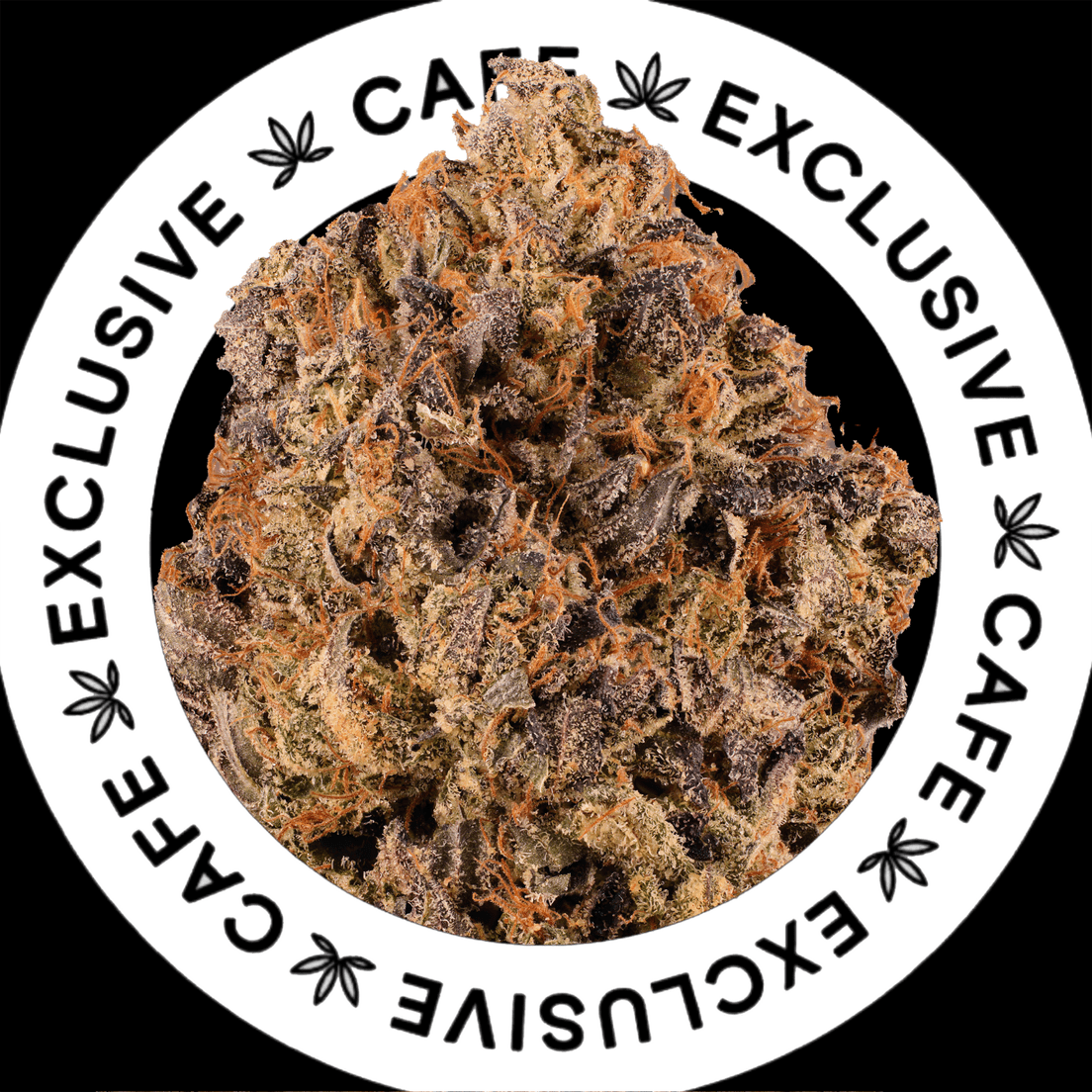 7G CAFE EXCLUSIVES- PINK SHARK