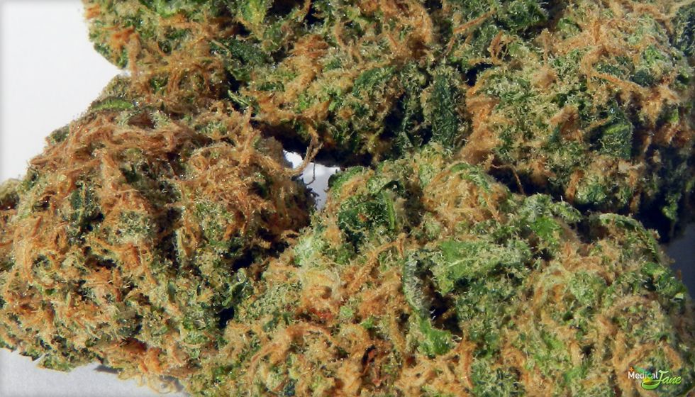 Kosher Tangie
