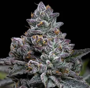 Apple Fritter