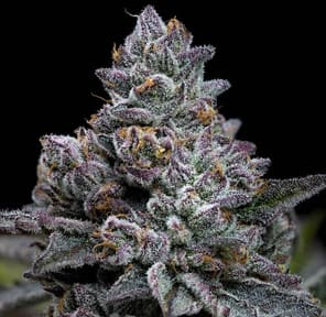 Apple Fritter