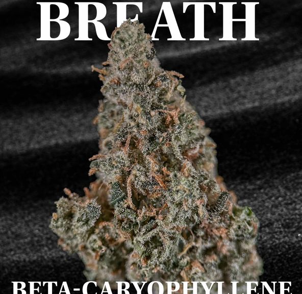 ALTVM - Bulk SALE Flower - SALE Lilac Breath