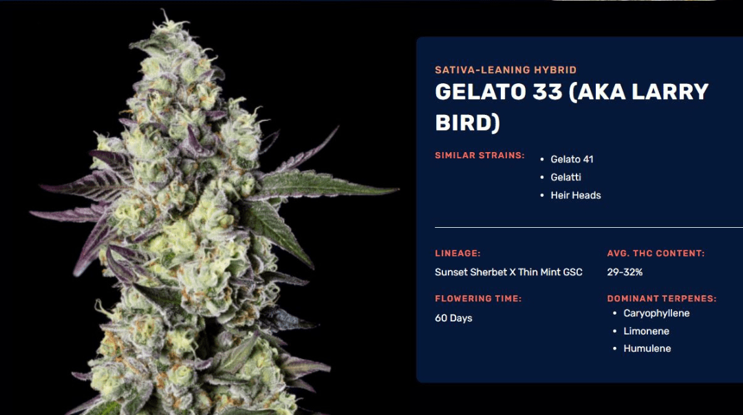 Conception Clone Gelato 33