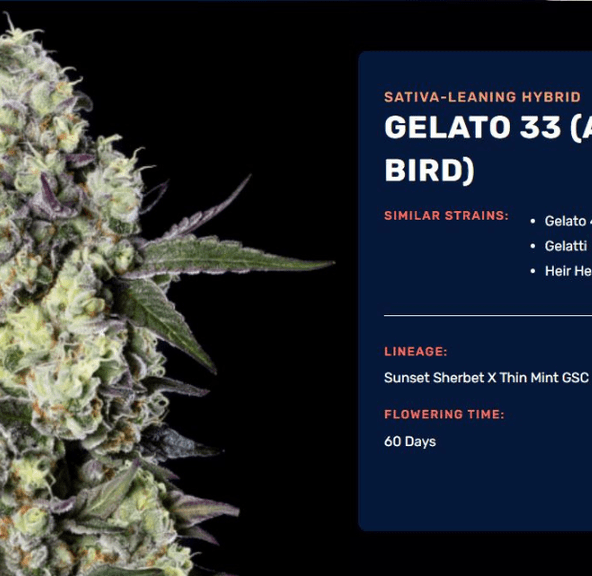 Conception Clone Gelato 33
