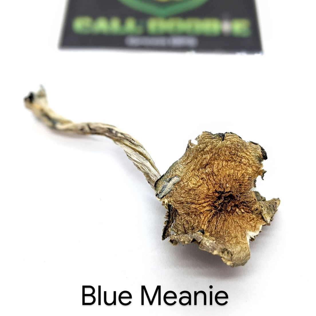 Blue Meanie Magic Mushrooms