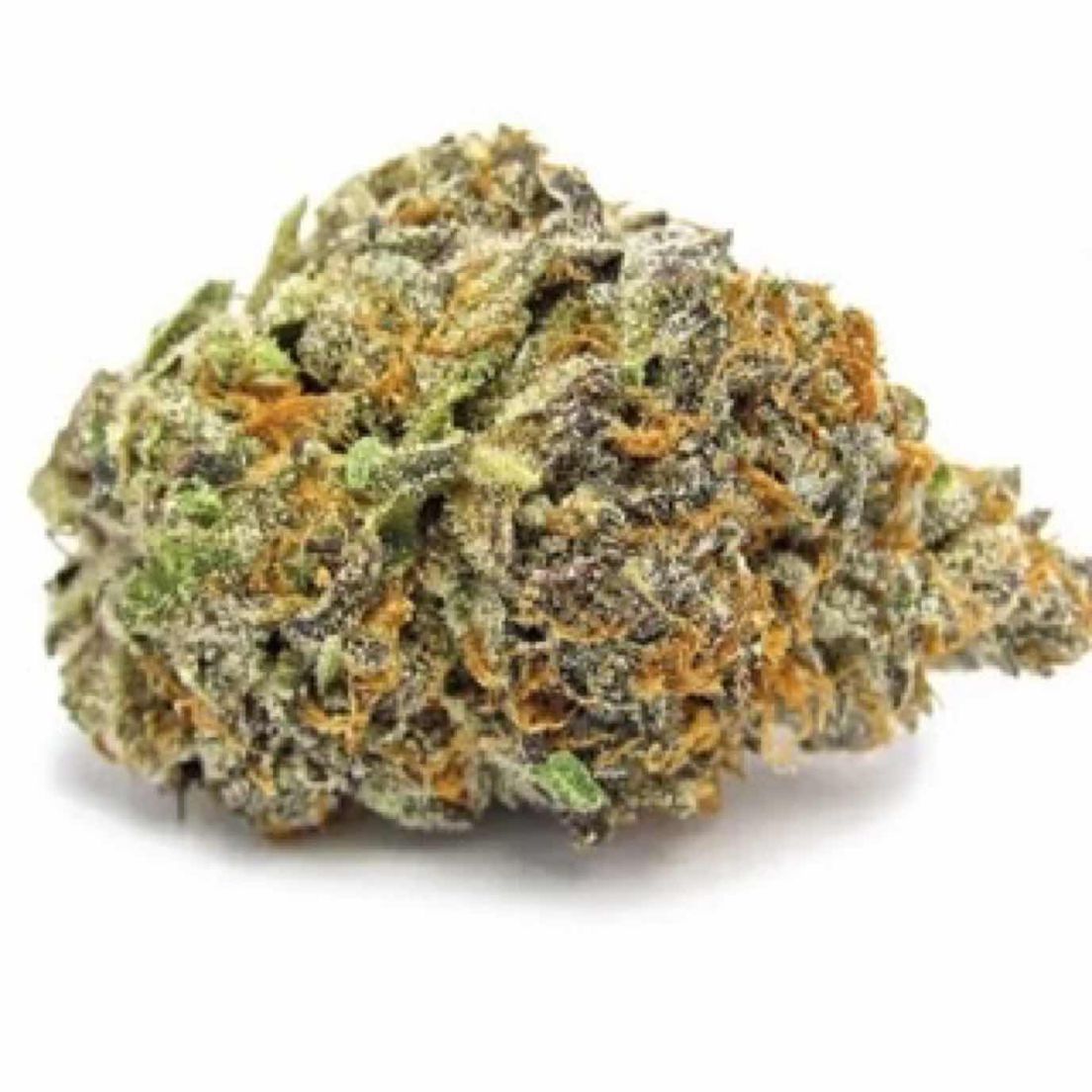 Gelato 41