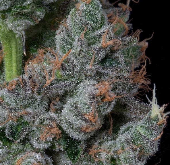 Flower-Zack's Cake 3.5g