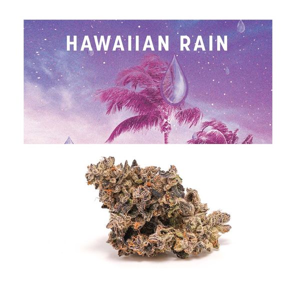 Cookies - Hawaiian Rain 3.5g - Indoor
