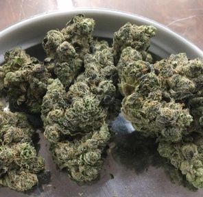 Garlic Sherb FIREFLY