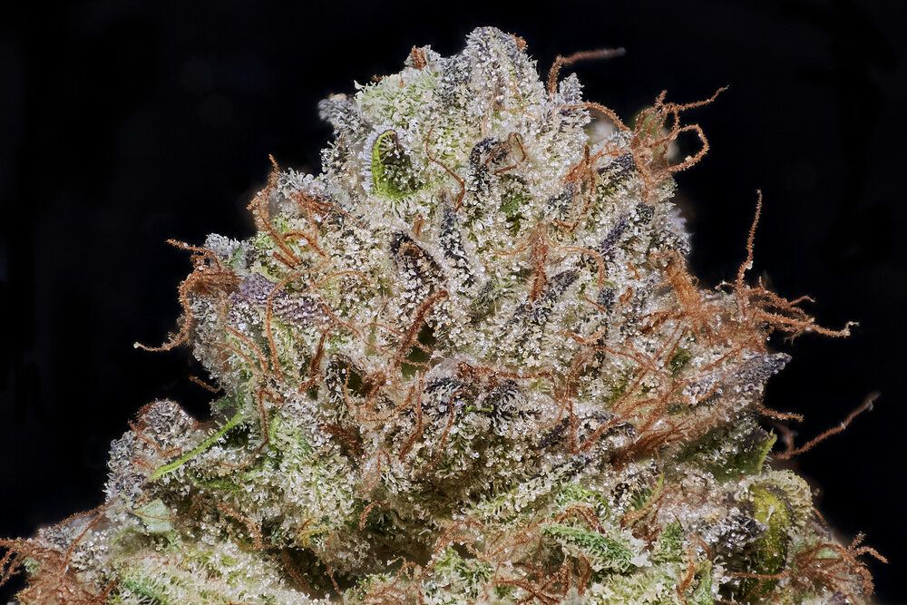 MVN - Blueberry Skittles - Eighth -PP
