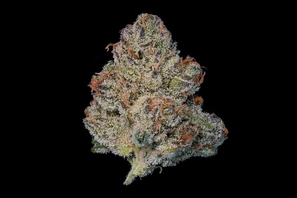 (MAVEN) 3.5G ORANGE TRUFFLE SOUFFLE FLOWER