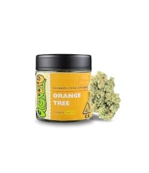 Orange Tree