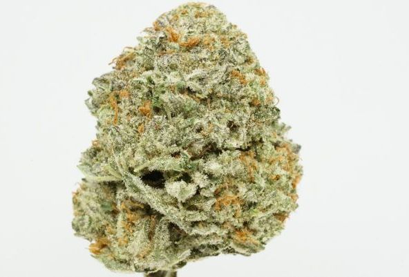 Blue Gelato 41 AAAA+