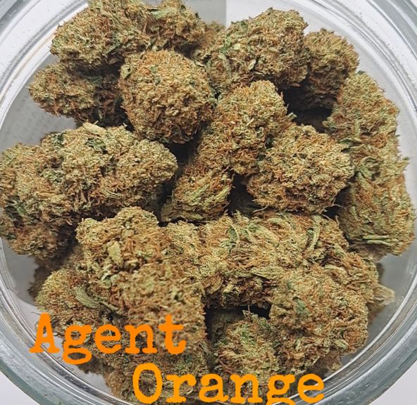 Agent Orange - Loose Flower - Williams Wonder - (Batch 07522)