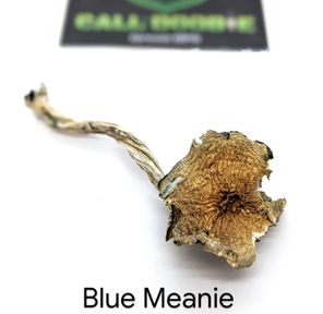 Blue Meanie Magic Mushrooms