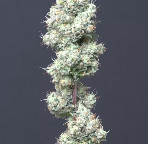 Alt Sol | Dinafem Diesel - Flower | 1g | Sativa-Hybrid