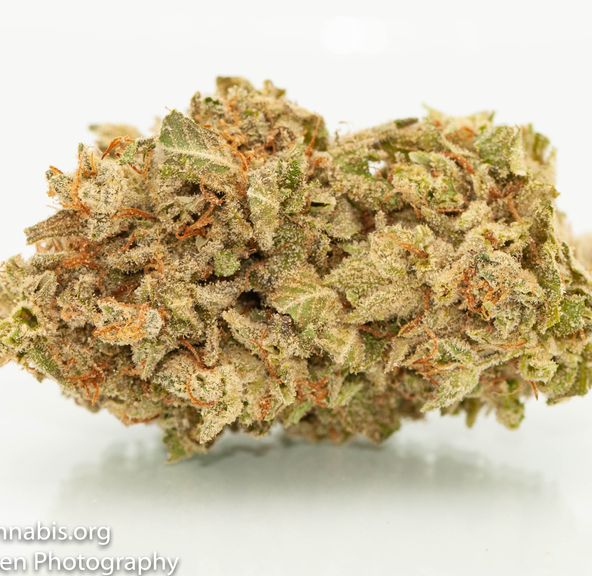 Durban Poison