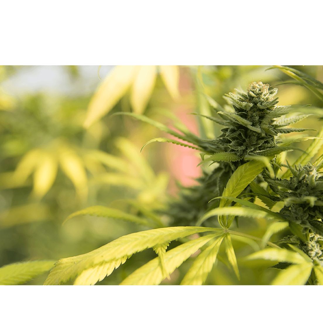 Molecular Farms | God's Gift - Flower | 3.5g | Indica-Hybrid