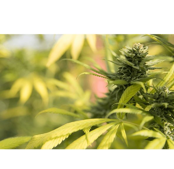 Molecular Farms | God's Gift - Flower | 3.5g | Indica-Hybrid
