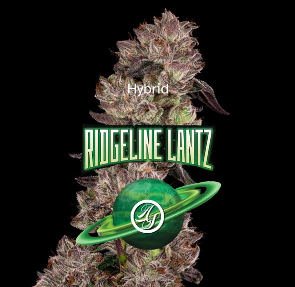 Cookies (Cultivated by DC's Finest) | Ridgeline Lantz - Flower | 3.5g | Hybrid