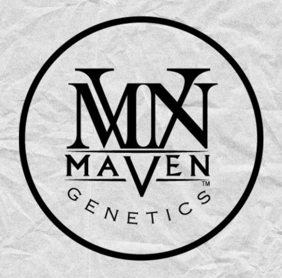 Maven Genetics - Halos - Paradiso Tropical - 1.9g - Infused Rosin Preroll - Hybrid