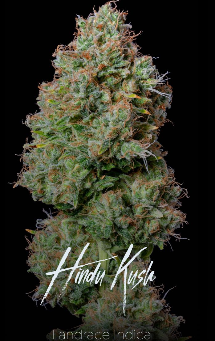 Alt Sol | Hindu Kush - Flower | 3.5g | Indica