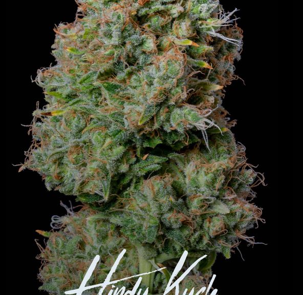 Alt Sol | Hindu Kush - Flower | 3.5g | Indica
