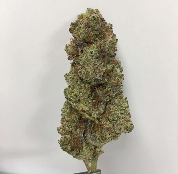 Crescendo (I/H) | 1/8 oz | Nature's Heritage