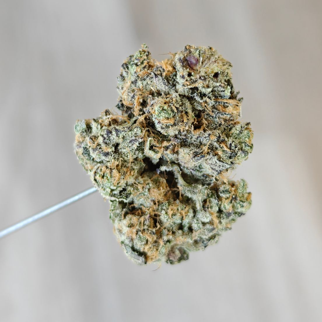 Sherbinskis - D-31 3.5g