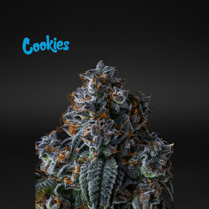 Cookies (Cultivated by DC's Finest) | Cereal Milk - Flower | 3.5g | Hybrid