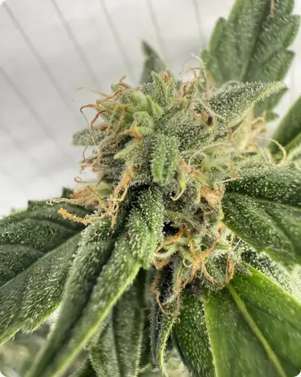 Dizgo Flower - Medusa, 3.5 grams