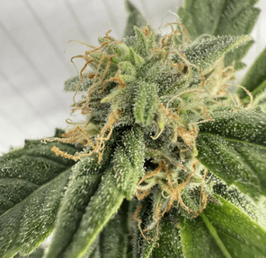 Dizgo Flower - Medusa, 3.5 grams