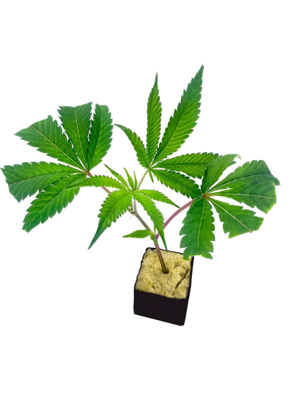Extreme Cream CLONE
