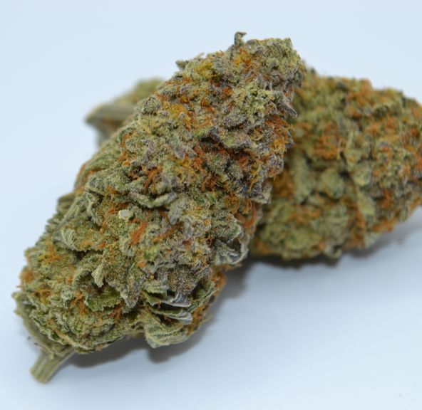 Mimosa